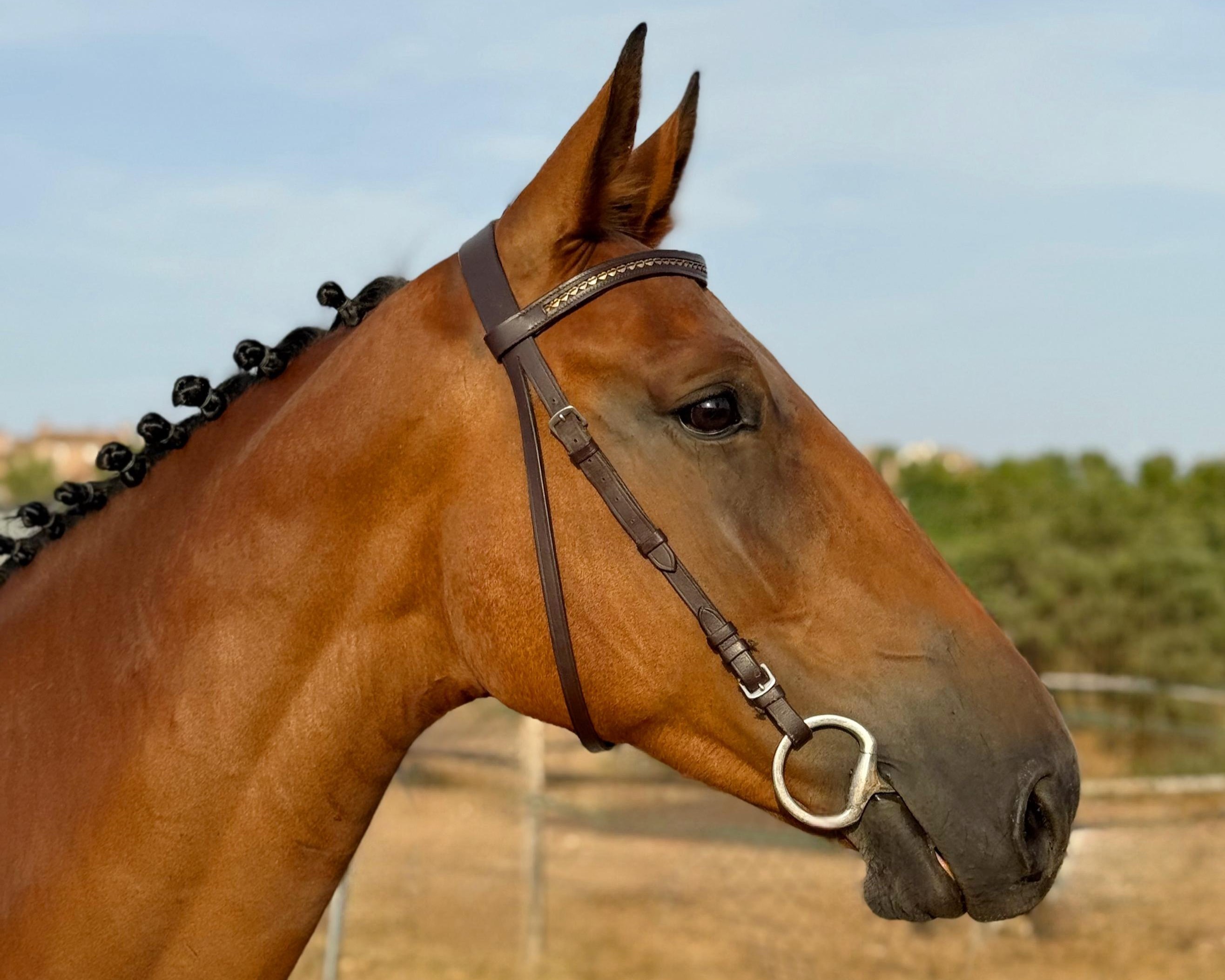 horse